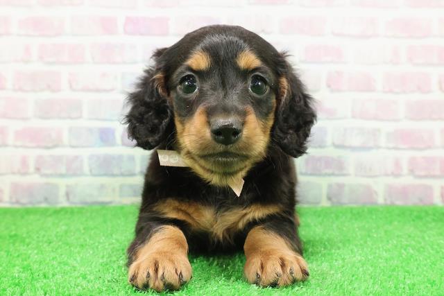 東京都のミニチュアダックスフンド(ロング) (Coo&RIKU中野サンモール店/2025年11月30日生まれ/女の子/ブラックタン)の子犬の1枚目の画像