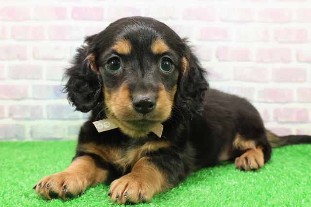 東京都のミニチュアダックスフンド(ロング) (Coo&RIKU中野サンモール店/2025年11月30日生まれ/女の子/ブラックタン)の子犬の2枚目の画像