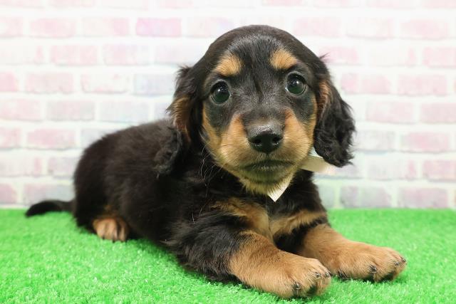 東京都のミニチュアダックスフンド(ロング) (Coo&RIKU中野サンモール店/2025年11月30日生まれ/女の子/ブラックタン)の子犬の3枚目の画像