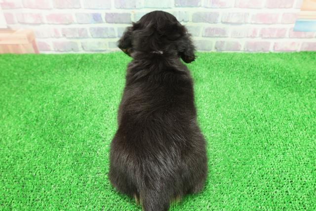 東京都のミニチュアダックスフンド(ロング) (Coo&RIKU中野サンモール店/2025年11月30日生まれ/女の子/ブラックタン)の子犬の4枚目の画像