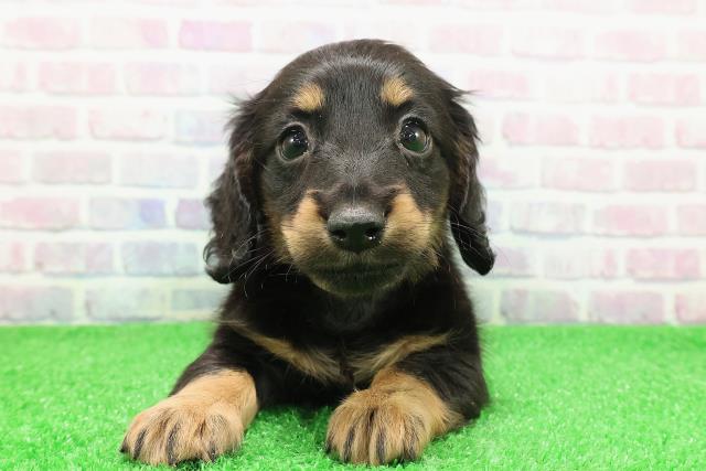 東京都のミニチュアダックスフンド(ロング) (Coo&RIKU浅草店/2025年11月30日生まれ/女の子/ブラックタン)の子犬の1枚目の画像