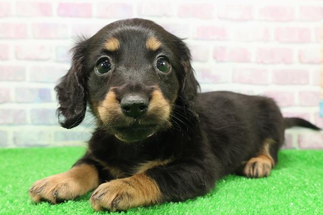 東京都のミニチュアダックスフンド(ロング) (Coo&RIKU浅草店/2025年11月30日生まれ/女の子/ブラックタン)の子犬の2枚目の画像