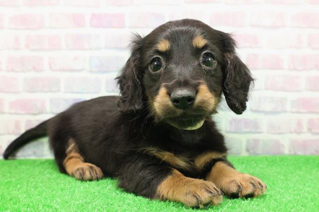 東京都のミニチュアダックスフンド(ロング) (Coo&RIKU浅草店/2025年11月30日生まれ/女の子/ブラックタン)の子犬の3枚目の画像