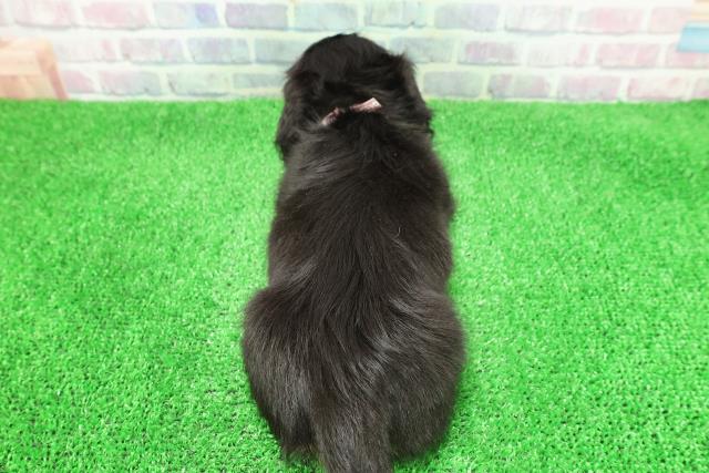 東京都のミニチュアダックスフンド(ロング) (Coo&RIKU浅草店/2025年11月30日生まれ/女の子/ブラックタン)の子犬の4枚目の画像