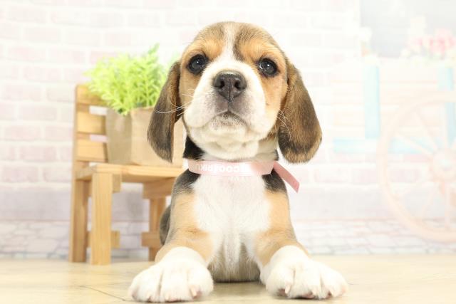 岐阜県のビーグル (Coo&RIKU岐南店/2025年11月28日生まれ/女の子/ブラックタンホワイト)の子犬の1枚目の画像