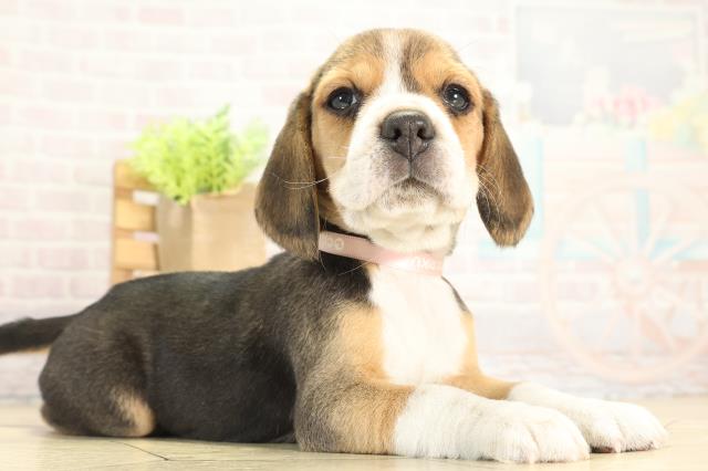 岐阜県のビーグル (Coo&RIKU岐南店/2025年11月28日生まれ/女の子/ブラックタンホワイト)の子犬の2枚目の画像