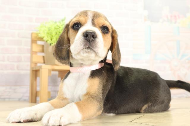 岐阜県のビーグル (Coo&RIKU岐南店/2025年11月28日生まれ/女の子/ブラックタンホワイト)の子犬の3枚目の画像