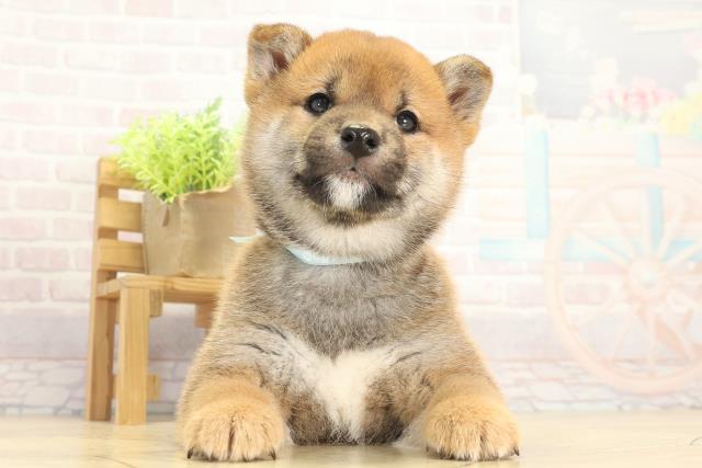 静岡県の柴犬(標準サイズ) (Coo&RIKU浜松店/2025年11月29日生まれ/男の子/赤)の子犬の1枚目の画像