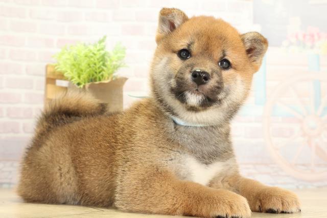 静岡県の柴犬(標準サイズ) (Coo&RIKU浜松店/2025年11月29日生まれ/男の子/赤)の子犬の2枚目の画像