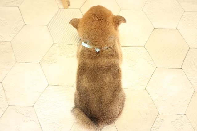 静岡県の柴犬(標準サイズ) (Coo&RIKU浜松店/2025年11月29日生まれ/男の子/赤)の子犬の4枚目の画像