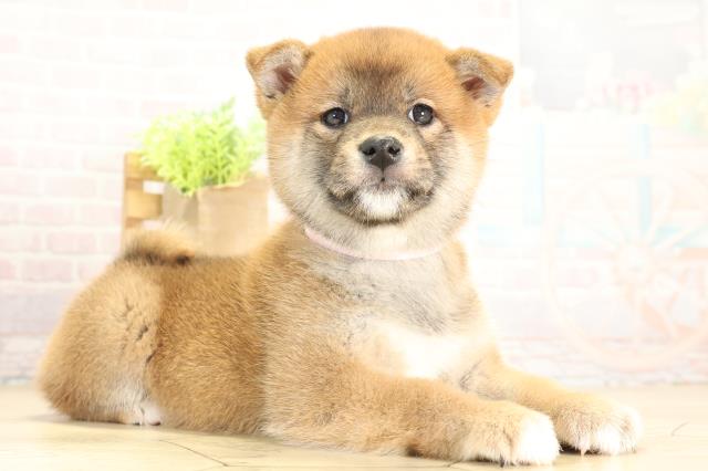 静岡県の柴犬(標準サイズ) (Coo&RIKU富士店/2025年11月29日生まれ/女の子/赤)の子犬の2枚目の画像