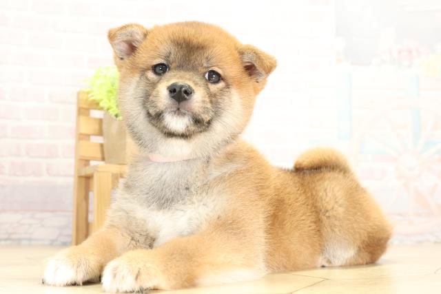 静岡県の柴犬(標準サイズ) (Coo&RIKU富士店/2025年11月29日生まれ/女の子/赤)の子犬の3枚目の画像