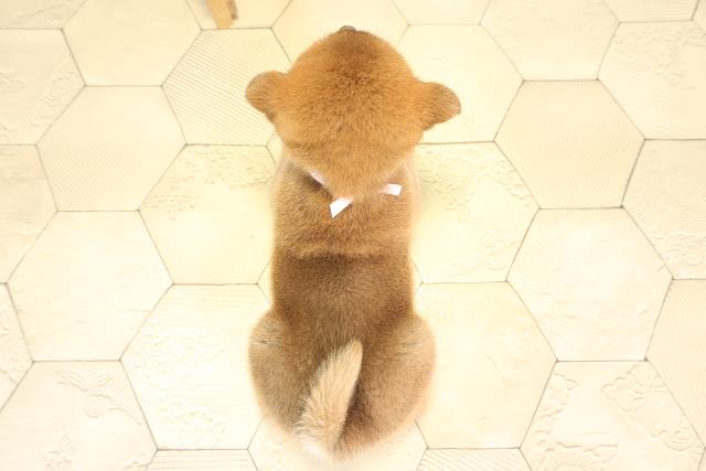 静岡県の柴犬(標準サイズ) (Coo&RIKU富士店/2025年11月29日生まれ/女の子/赤)の子犬の4枚目の画像