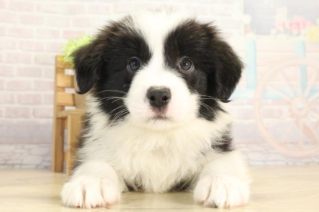 三重県のボーダーコリー (Coo&RIKU津高茶屋店/2025年11月28日生まれ/男の子/ブラックホワイト)の子犬の1枚目の画像