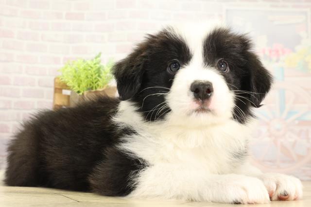 三重県のボーダーコリー (Coo&RIKU津高茶屋店/2025年11月28日生まれ/男の子/ブラックホワイト)の子犬の2枚目の画像