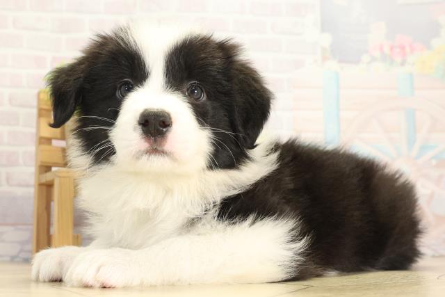 三重県のボーダーコリー (Coo&RIKU津高茶屋店/2025年11月28日生まれ/男の子/ブラックホワイト)の子犬の3枚目の画像