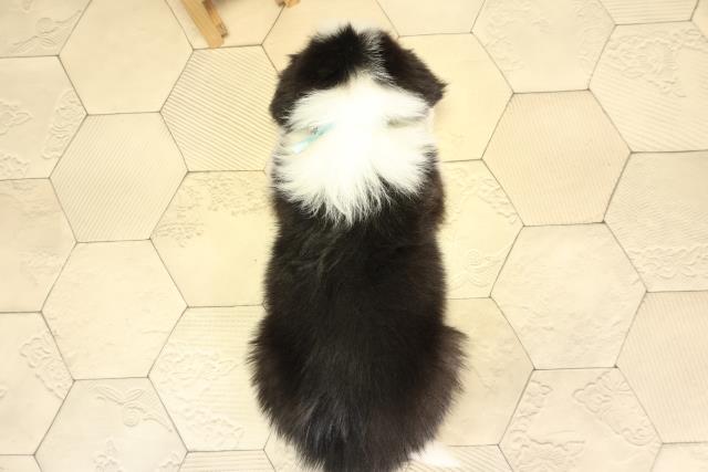 三重県のボーダーコリー (Coo&RIKU津高茶屋店/2025年11月28日生まれ/男の子/ブラックホワイト)の子犬の4枚目の画像