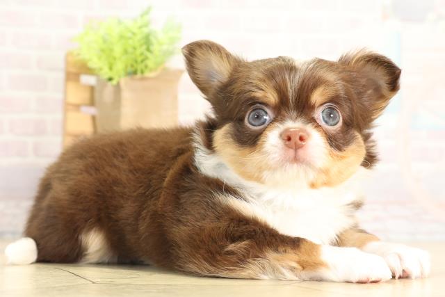 愛知県のチワワ(ロング) (Coo&RIKU名古屋中川店/2025年11月30日生まれ/男の子/チョコレートタンホワイト)の子犬の2枚目の画像