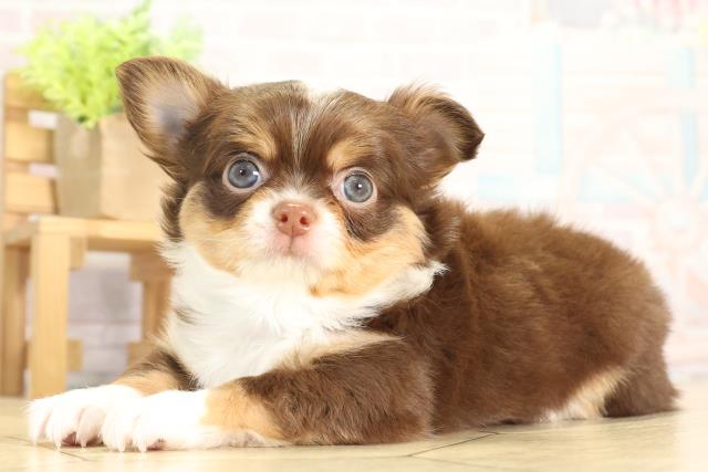 愛知県のチワワ(ロング) (Coo&RIKU名古屋中川店/2025年11月30日生まれ/男の子/チョコレートタンホワイト)の子犬の3枚目の画像