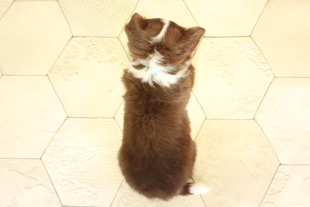 愛知県のチワワ(ロング) (Coo&RIKU名古屋中川店/2025年11月30日生まれ/男の子/チョコレートタンホワイト)の子犬の4枚目の画像