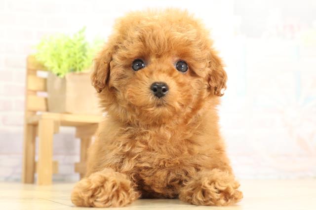 静岡県のトイプードル(トイ) (Coo&RIKU富士店/2025年11月24日生まれ/女の子/レッドフォーン)の子犬の1枚目の画像