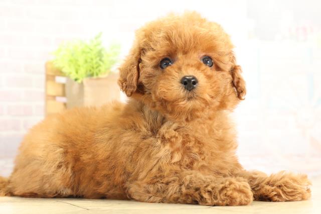 静岡県のトイプードル(トイ) (Coo&RIKU富士店/2025年11月24日生まれ/女の子/レッドフォーン)の子犬の2枚目の画像