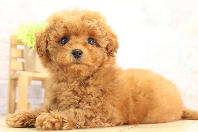 静岡県のトイプードル(トイ) (Coo&RIKU富士店/2025年11月24日生まれ/女の子/レッドフォーン)の子犬の3枚目の画像