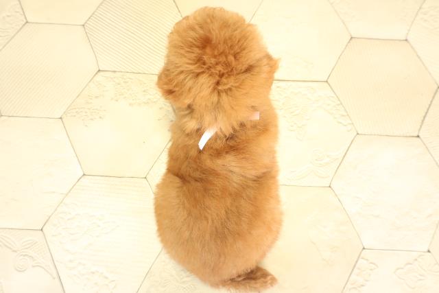 静岡県のトイプードル(トイ) (Coo&RIKU富士店/2025年11月24日生まれ/女の子/レッドフォーン)の子犬の4枚目の画像