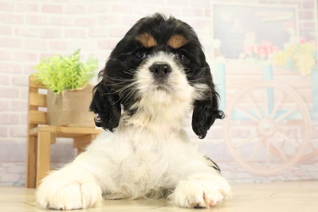 静岡県のアメリカンコッカースパニエル (Coo&RIKU静岡SBS通り店/2025年11月28日生まれ/女の子/ホワイトブラックタン)の子犬の1枚目の画像