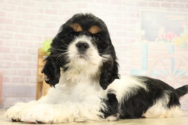 静岡県のアメリカンコッカースパニエル (Coo&RIKU静岡SBS通り店/2025年11月28日生まれ/女の子/ホワイトブラックタン)の子犬の3枚目の画像