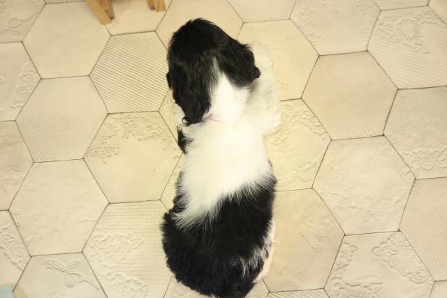 静岡県のアメリカンコッカースパニエル (Coo&RIKU静岡SBS通り店/2025年11月28日生まれ/女の子/ホワイトブラックタン)の子犬の4枚目の画像