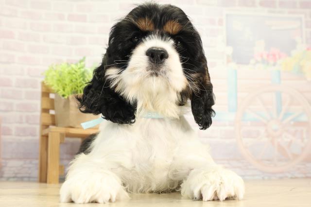 三重県のアメリカンコッカースパニエル (Coo&RIKU津高茶屋店/2025年11月28日生まれ/男の子/ホワイトブラックタン)の子犬の1枚目の画像