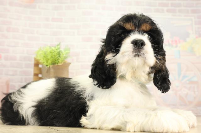 三重県のアメリカンコッカースパニエル (Coo&RIKU津高茶屋店/2025年11月28日生まれ/男の子/ホワイトブラックタン)の子犬の2枚目の画像