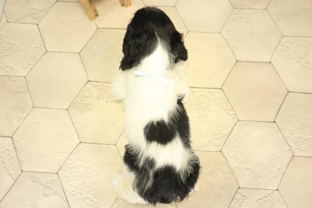 三重県のアメリカンコッカースパニエル (Coo&RIKU津高茶屋店/2025年11月28日生まれ/男の子/ホワイトブラックタン)の子犬の4枚目の画像