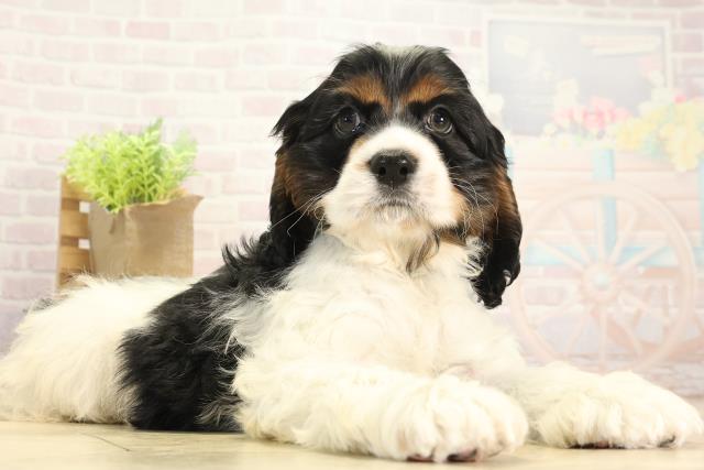 岐阜県のアメリカンコッカースパニエル (Coo&RIKU岐南店/2025年11月28日生まれ/男の子/ホワイトブラックタン)の子犬の2枚目の画像