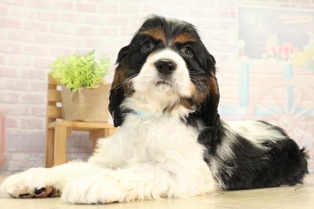 岐阜県のアメリカンコッカースパニエル (Coo&RIKU岐南店/2025年11月28日生まれ/男の子/ホワイトブラックタン)の子犬の3枚目の画像