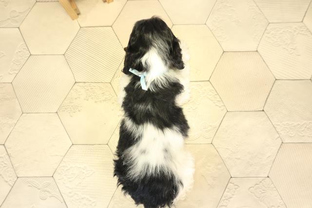 岐阜県のアメリカンコッカースパニエル (Coo&RIKU岐南店/2025年11月28日生まれ/男の子/ホワイトブラックタン)の子犬の4枚目の画像