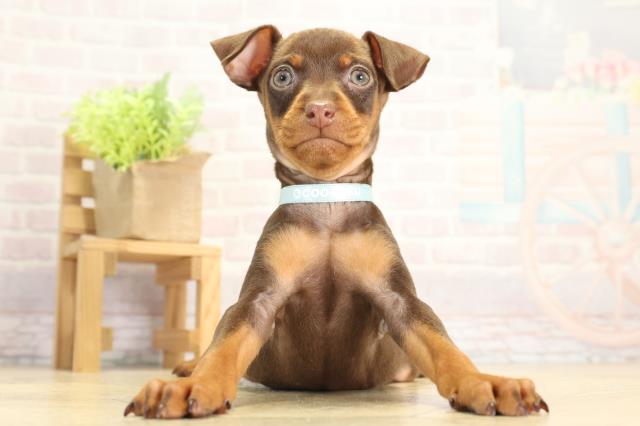 静岡県のミニチュアピンシャー (Coo&RIKU静岡SBS通り店/2025年11月27日生まれ/男の子/チョコレートタン)の子犬の1枚目の画像