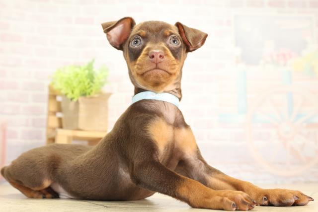 静岡県のミニチュアピンシャー (Coo&RIKU静岡SBS通り店/2025年11月27日生まれ/男の子/チョコレートタン)の子犬の2枚目の画像