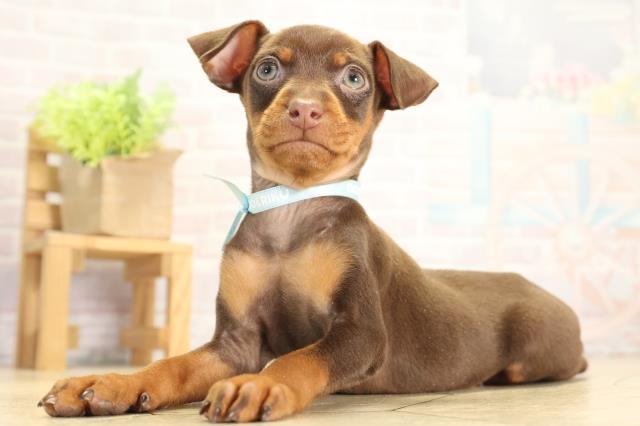 静岡県のミニチュアピンシャー (Coo&RIKU静岡SBS通り店/2025年11月27日生まれ/男の子/チョコレートタン)の子犬の3枚目の画像