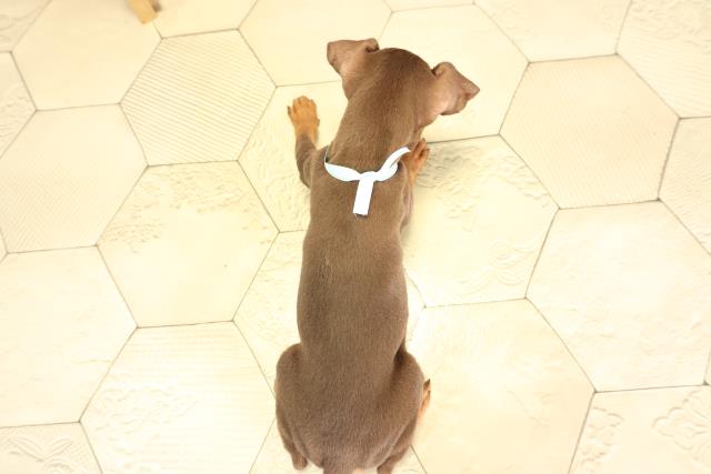 静岡県のミニチュアピンシャー (Coo&RIKU静岡SBS通り店/2025年11月27日生まれ/男の子/チョコレートタン)の子犬の4枚目の画像