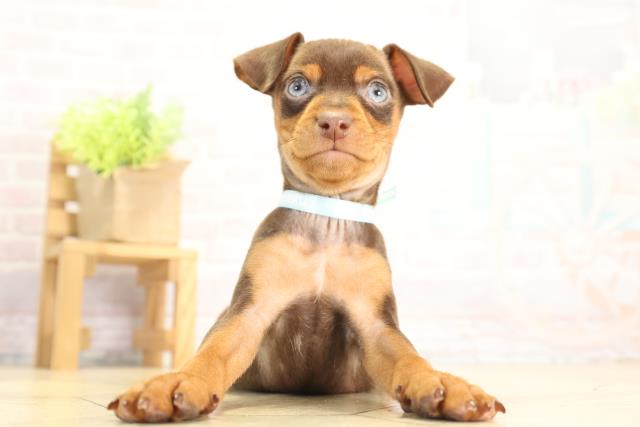 愛知県のミニチュアピンシャー (Coo&RIKU名古屋中川店/2025年11月27日生まれ/男の子/チョコレートタン)の子犬の1枚目の画像