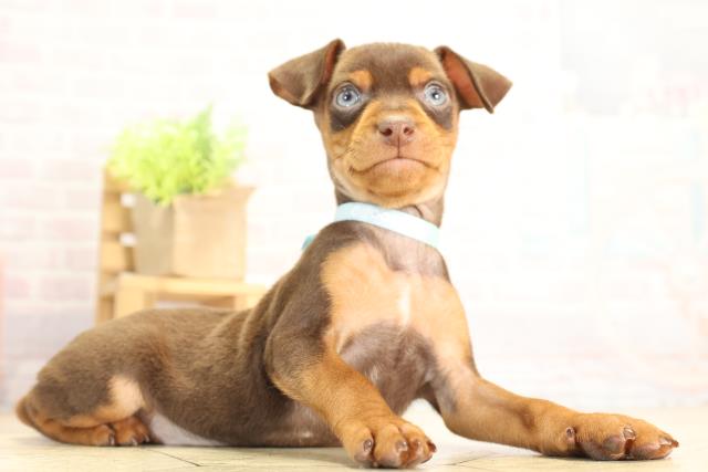 愛知県のミニチュアピンシャー (Coo&RIKU名古屋中川店/2025年11月27日生まれ/男の子/チョコレートタン)の子犬の2枚目の画像