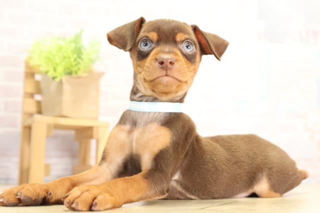 愛知県のミニチュアピンシャー (Coo&RIKU名古屋中川店/2025年11月27日生まれ/男の子/チョコレートタン)の子犬の3枚目の画像