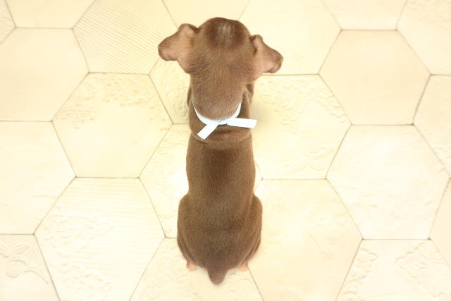 愛知県のミニチュアピンシャー (Coo&RIKU名古屋中川店/2025年11月27日生まれ/男の子/チョコレートタン)の子犬の4枚目の画像