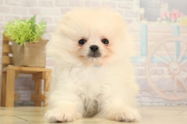 三重県のポメラニアン (Coo&RIKU津高茶屋店/2025年11月30日生まれ/男の子/クリーム)の子犬の1枚目の画像