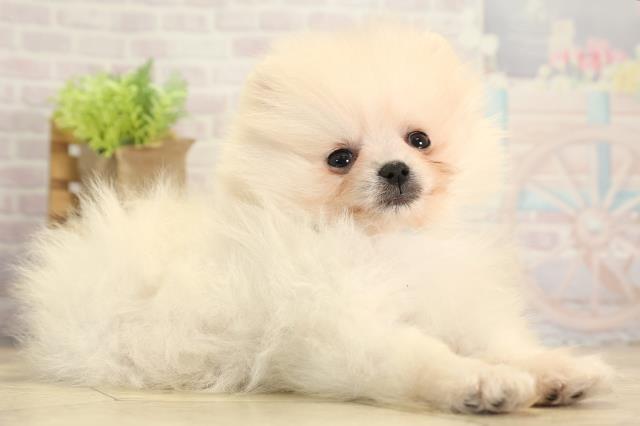 三重県のポメラニアン (Coo&RIKU津高茶屋店/2025年11月30日生まれ/男の子/クリーム)の子犬の2枚目の画像