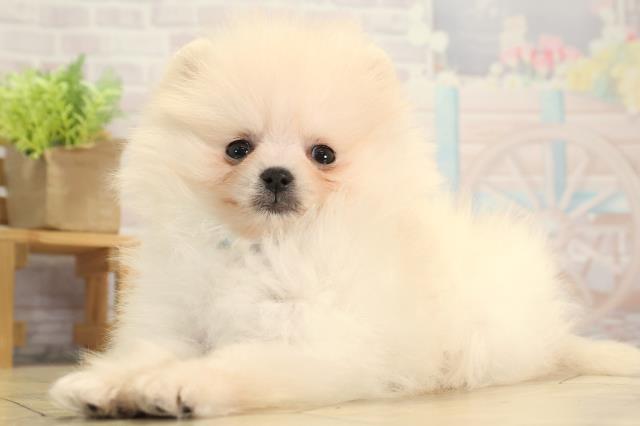 三重県のポメラニアン (Coo&RIKU津高茶屋店/2025年11月30日生まれ/男の子/クリーム)の子犬の3枚目の画像
