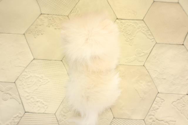 三重県のポメラニアン (Coo&RIKU津高茶屋店/2025年11月30日生まれ/男の子/クリーム)の子犬の4枚目の画像