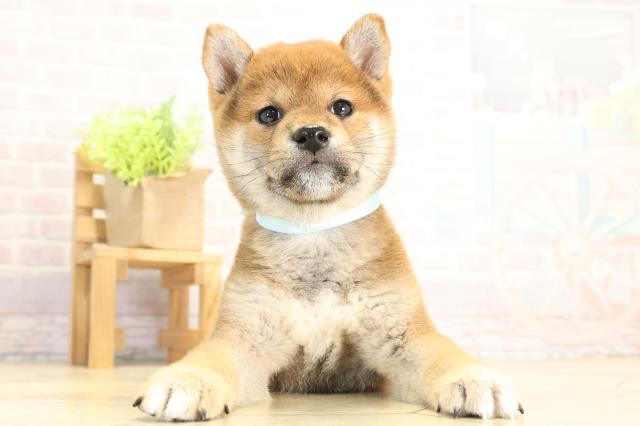 愛知県の豆柴 (Coo&RIKU名古屋中川店/2025年11月29日生まれ/男の子/赤)の子犬の1枚目の画像